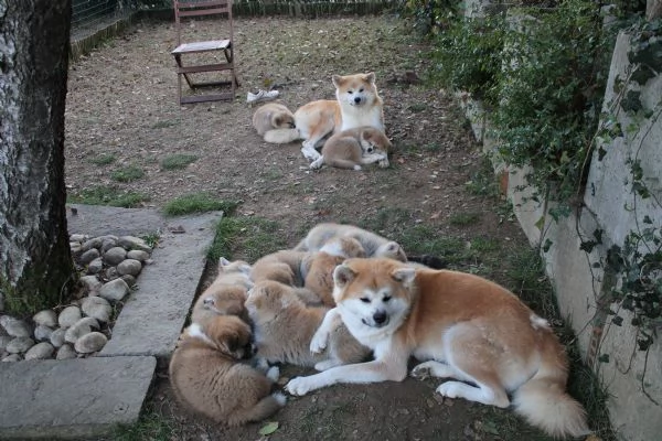 CUCCIOLI DI AKITA LOMBARDIA | Foto 6