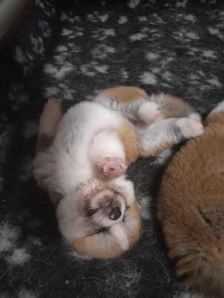 CUCCIOLI DI AKITA LOMBARDIA | Foto 3