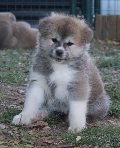 Prenotazioni CUCCIOLI DI AKITA LOMBARDIA | Foto 1