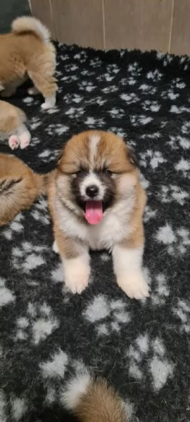 PRENOTAZIONI CUCCIOLI AKITA LOMBARDIA | Foto 1