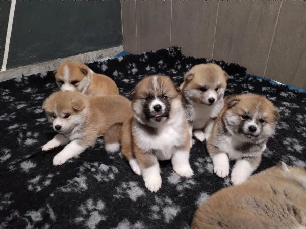 Ultimo cucciolo di AKITA disponibile  | Foto 3