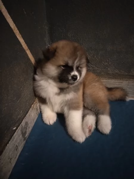 Ultimo cucciolo di AKITA disponibile  | Foto 2