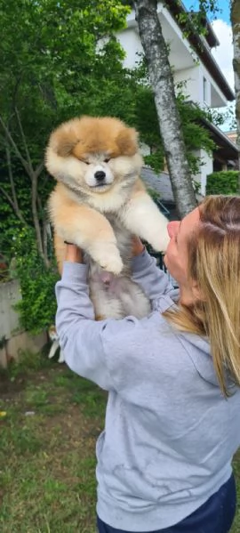 Ultimo cucciolo di AKITA disponibile  | Foto 4