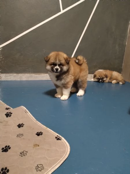 Ultimo cucciolo di AKITA disponibile  | Foto 3