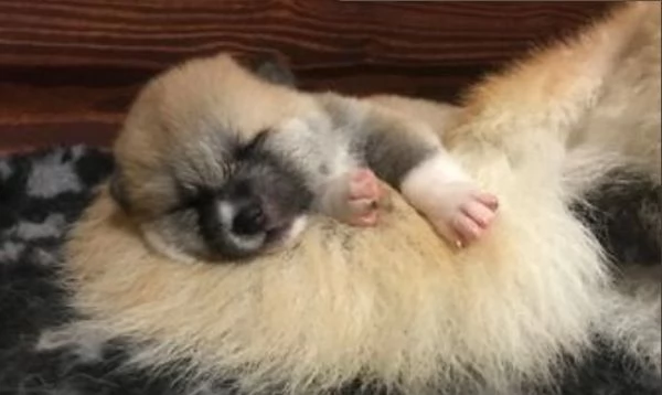 Cuccioli di AKITA disponibili  | Foto 2