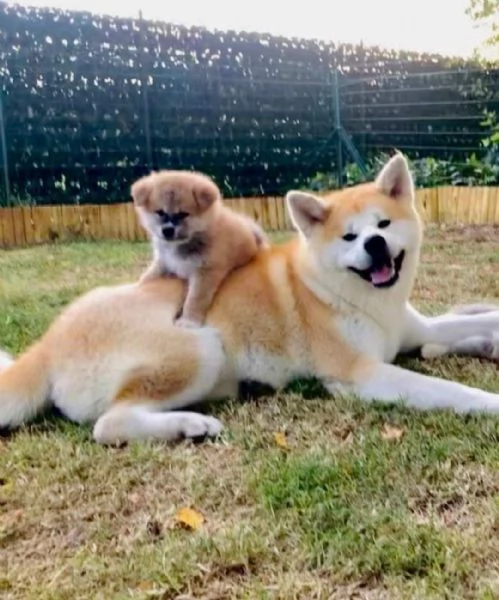 Cuccioli di AKITA disponibili  | Foto 1