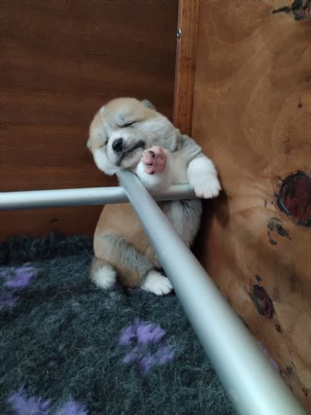 Cuccioli di AKITA disponibili  | Foto 0