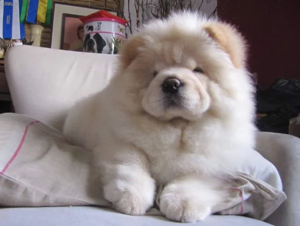 vendita bellissimo chow chow cuccioli