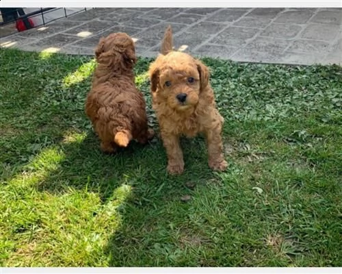 regalo cucciolo barboncino toy