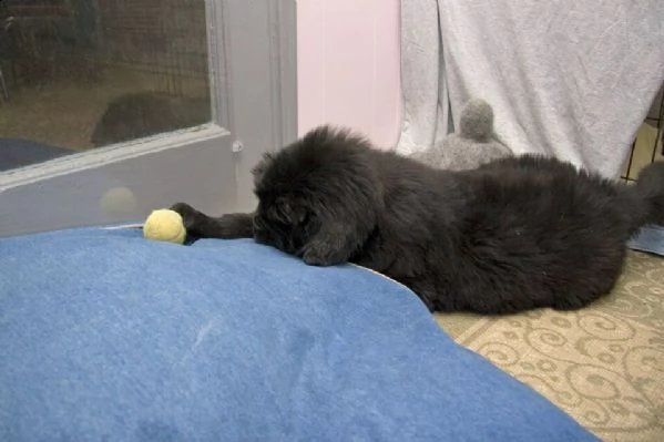 cuccioli di cane di terranova 