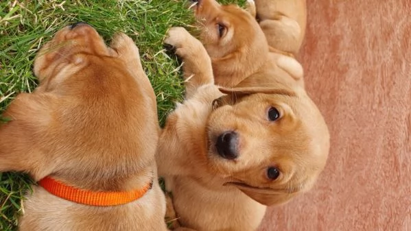 labrador retriever fox red di 75 giorni | Foto 2
