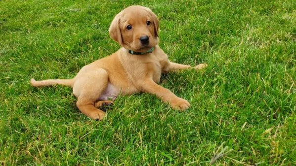 labrador retriever fox red di 75 giorni | Foto 1