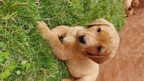 labrador retriever fox red di 75 giorni | Foto 0
