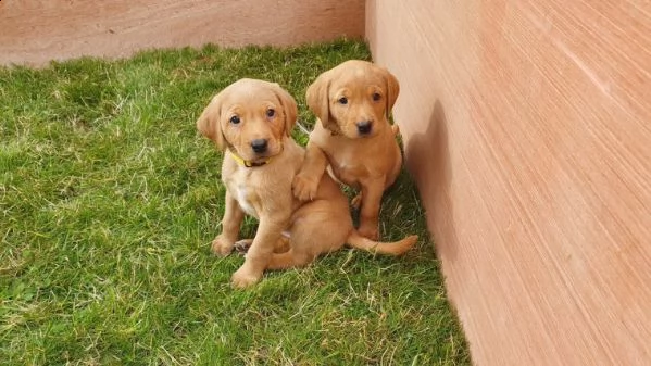 labrador retriever fox red di 75 giorni