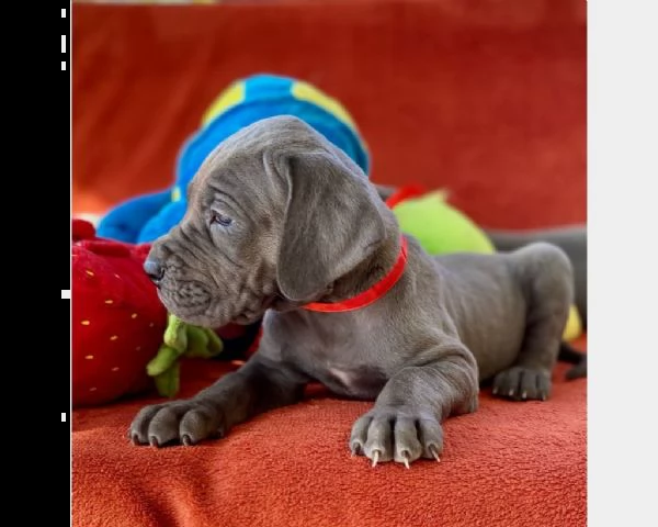 cuccioli di alano blu | Foto 1