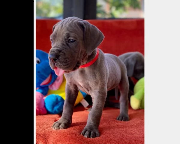 cuccioli di alano blu | Foto 0