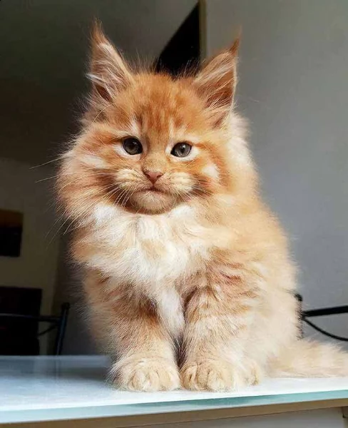 regalo maine coon  siamo una razza piccola e raffinata che  stata approvata dallufficio veterinari