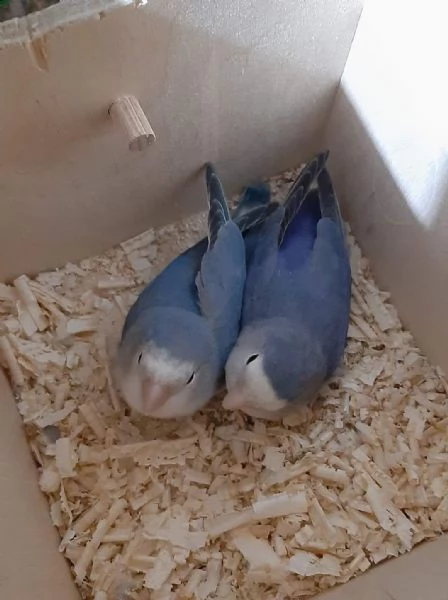 pappagalli inseparabili coppia riproduttiva | Foto 5