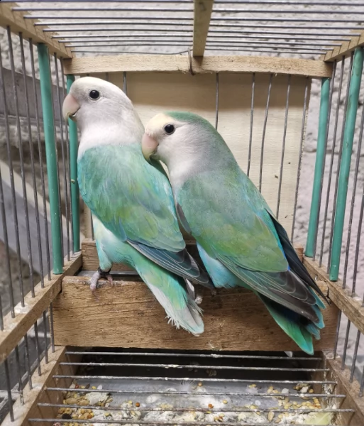 pappagalli inseparabili coppia riproduttiva