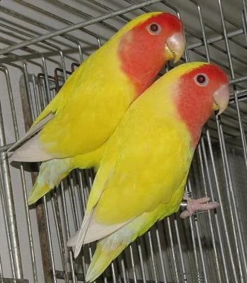 pappagalli inseparabili coppia riproduttiva | Foto 4