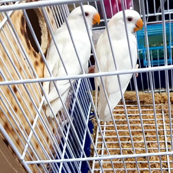pappagalli inseparabili coppia riproduttiva | Foto 1