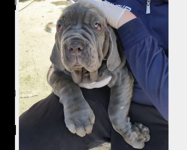 cuccioli di mastino napoletano