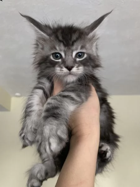  regalo  maine coon gattini femmina e maschio   cedo gattina di maine coon femmina e maschio  color