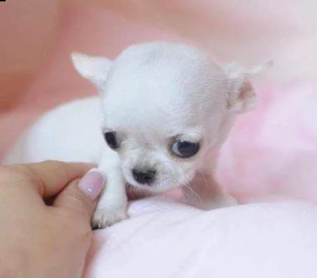 cuccioli chichauhau toy prezzo di adozione 100euro