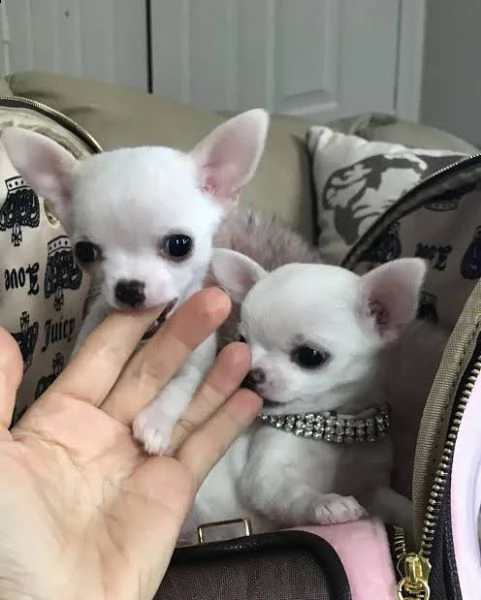 cuccioli chichauhau toy prezzo di adozione 100euro | Foto 0