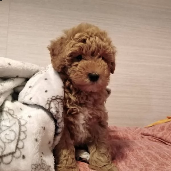 cuccioli barboncino toy prezzo di adozione 100euro