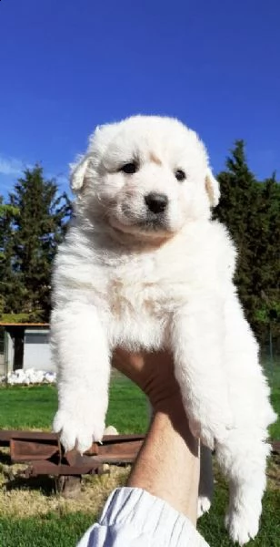 cucciolo pastore maremmanocalabria