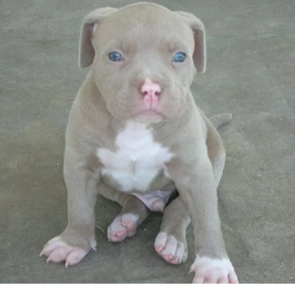 regalo cucciolo di pitbull in pronta consegna i cuccioli verranno dato dopo 90 giorni dalla nascita