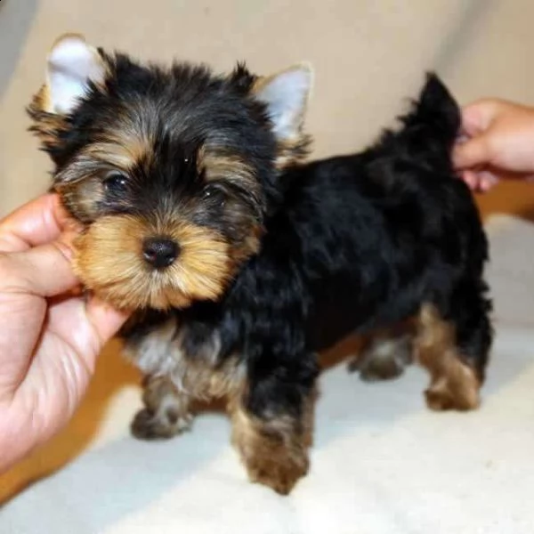 vendita cucciolo allevamento alibi  yorkshire  silky con pedigree affisso enci