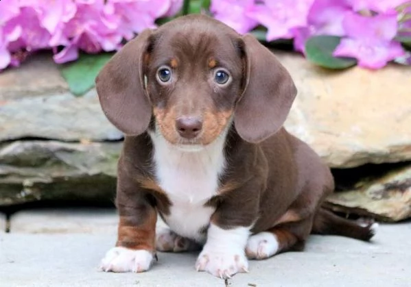 bellissimi cuccioli di bassotto sani e in adozione sono pronti per una nuova casa ora contattatemi 