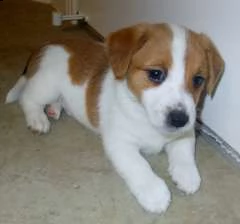 bellissimi cuccioli di jack russell terrier sani e in adozione sono pronti per una nuova casa ora c