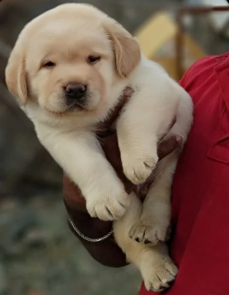 cuccioli labrador
