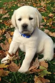 cuccioli labrador | Foto 0