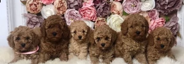 cuccioli di barboncino red toy | Foto 4