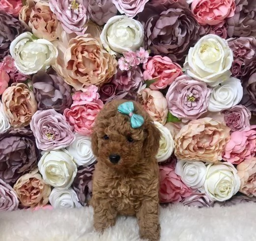 cuccioli di barboncino red toy | Foto 3