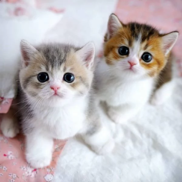 gattini di munchkin sani e in adozione sono pronti per una nuova casa ora contattatemi gentilment