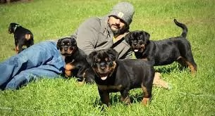cuccioli di rottweiler di alta qualit 100 di razza