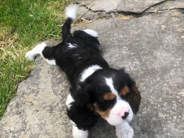 cuccioli di cavalier king charles spaniel maschio e femmina | Foto 3