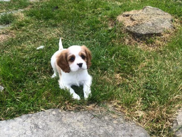 cuccioli di cavalier king charles spaniel maschio e femmina