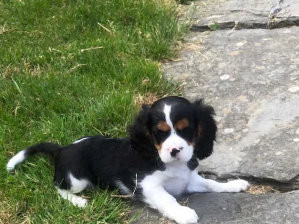 cuccioli di cavalier king charles spaniel maschio e femmina | Foto 2