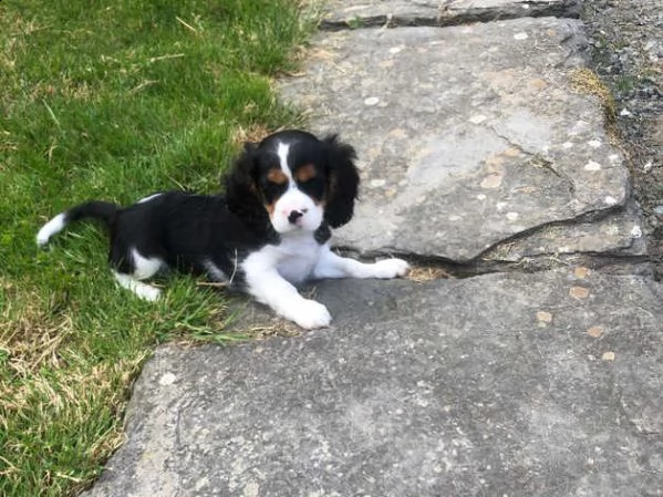 cuccioli di cavalier king charles spaniel maschio e femmina | Foto 1