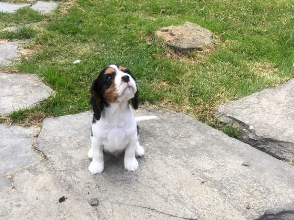 cuccioli di cavalier king charles spaniel maschio e femmina | Foto 0