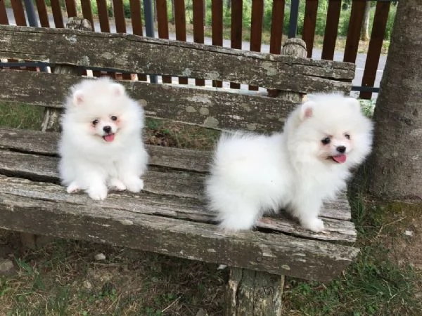 spitz nano tedesco volpino di pomerania toy | Foto 1