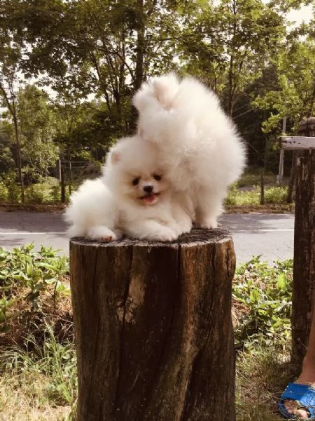 spitz nano tedesco volpino di pomerania toy | Foto 0