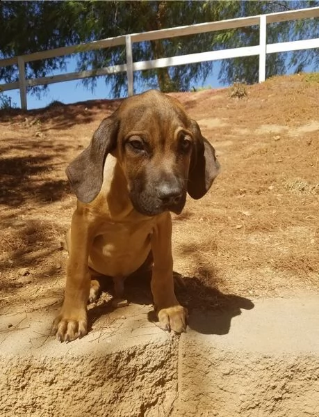 disponibili cuccioli di fila brasileiro