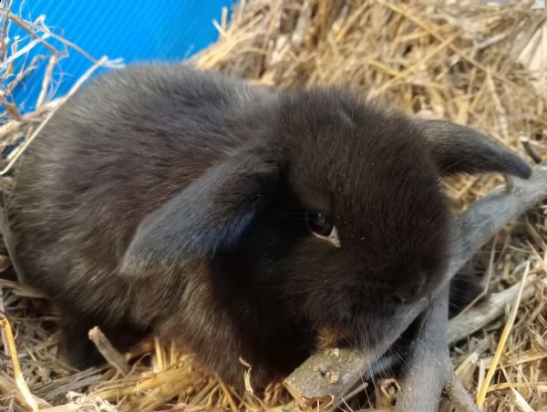 cuccioli coniglio ariete nano  | Foto 1